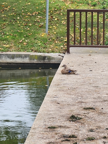 Mallard
