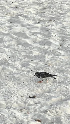 Ruddy Turnstone