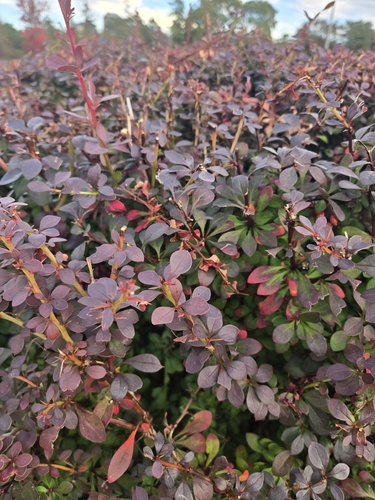 Japanese barberry