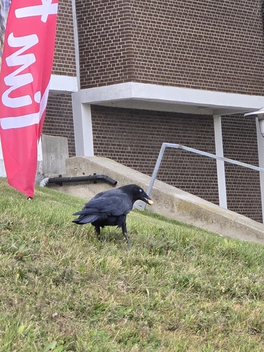 American Crow