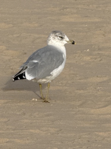 Ring-billed Gull