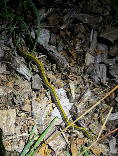 two-tone planarian