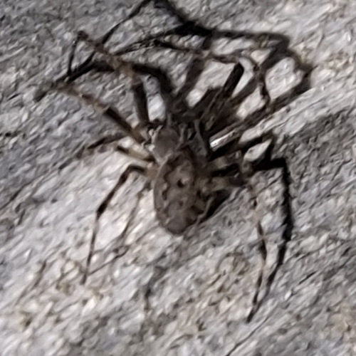 Walnut Orbweaver