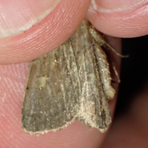 Square-spot Rustic