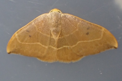 Oak Hook-tip