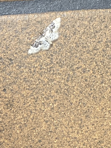 Least Carpet