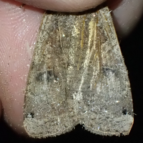 Large Yellow Underwing