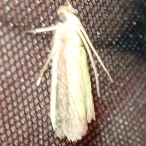 Rosy-striped Knot-horn