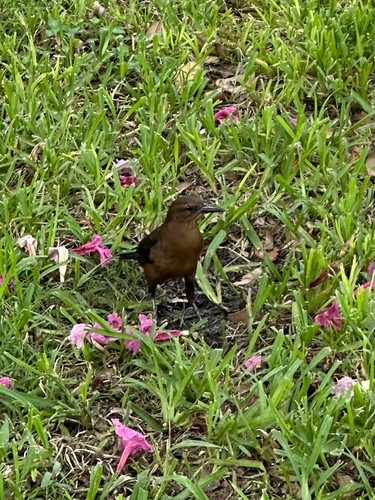 Boat-tailed Grackle