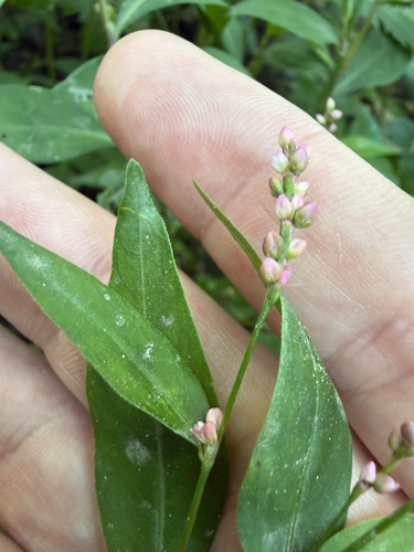 low smartweed