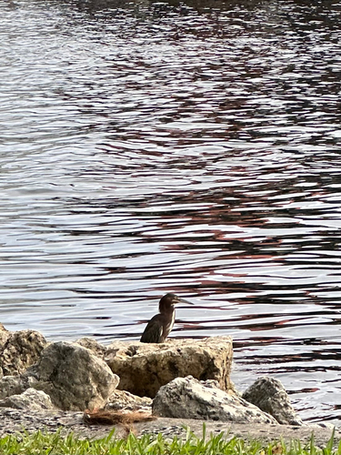 Green Heron