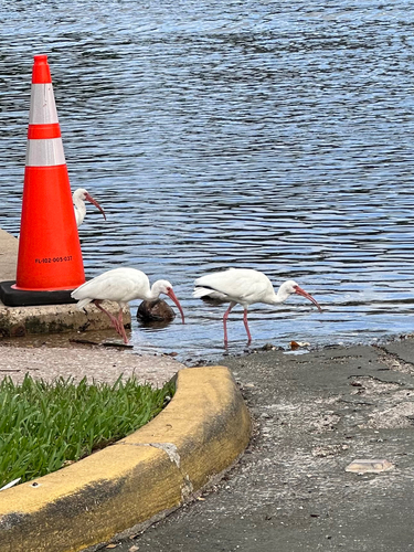 White Ibis