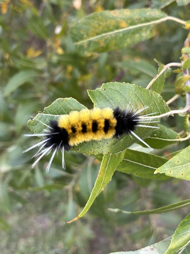 Spotted Tussock Moth
