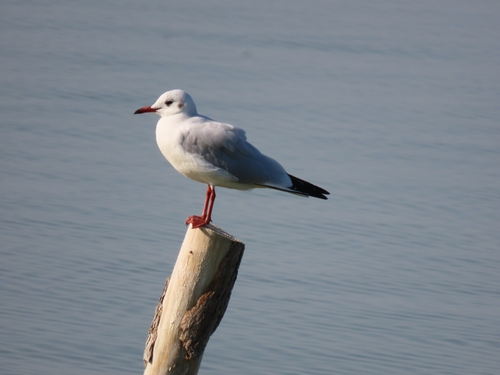 Black-headed Gull
