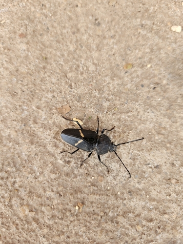 Megaderus stigma