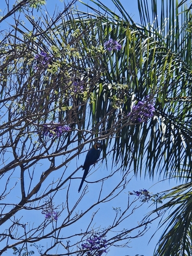 Blue-and-yellow Macaw