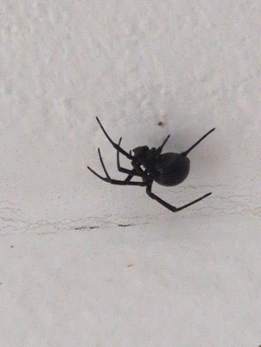 Western Black Widow
