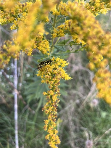 Locust Borer