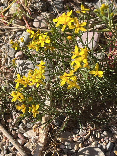 Broom Snakeweed