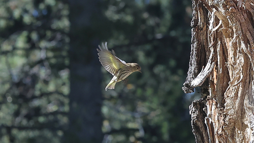 Pine Siskin