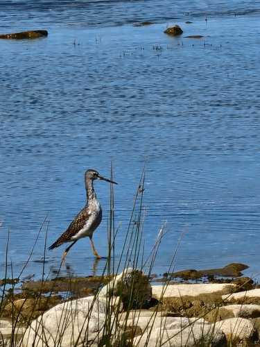 Greater Yellowlegs