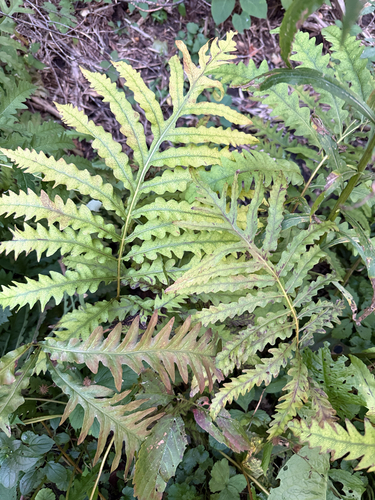 sensitive fern
