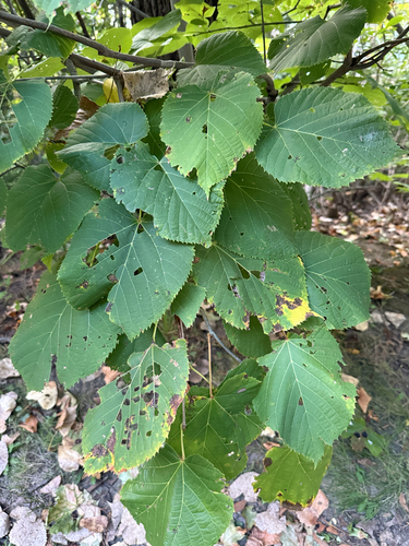 basswood