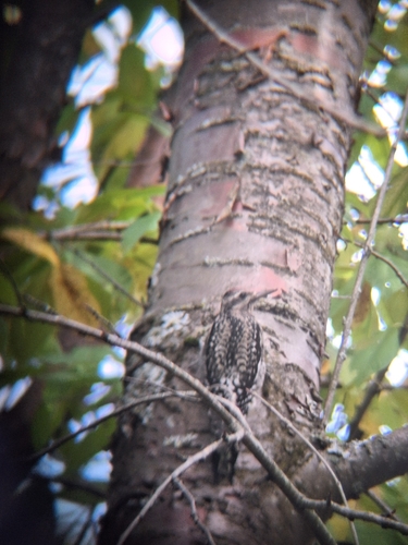 Yellow-bellied Sapsucker