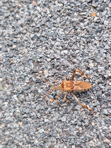 Western Conifer Seed Bug