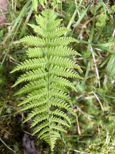 New York fern