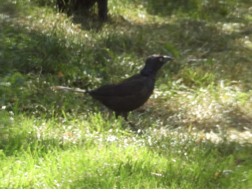 Common Grackle