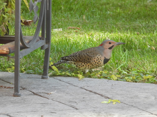 Northern Flicker