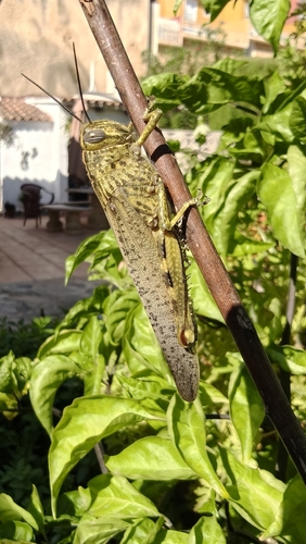 Egyptian Bird Grasshopper