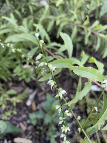 American jumpseed