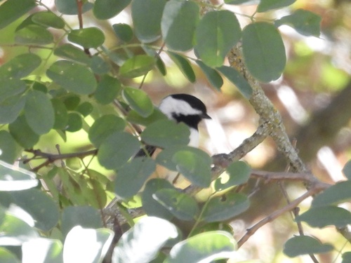 Black-capped Chickadee