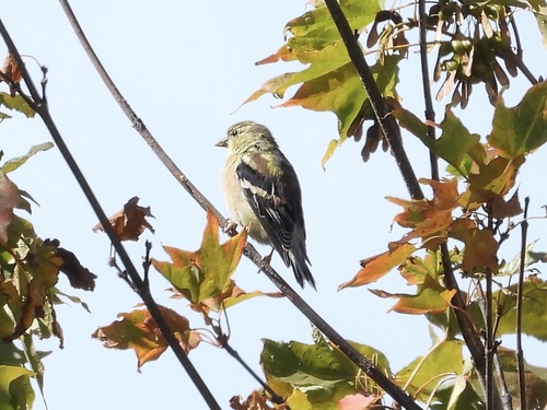 American Goldfinch