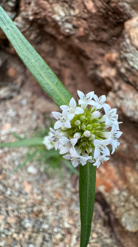 Woodland false buttonweed