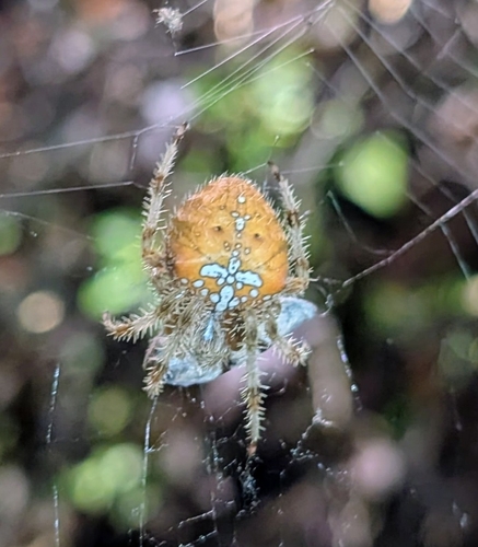 Pale Cross Orbweaver