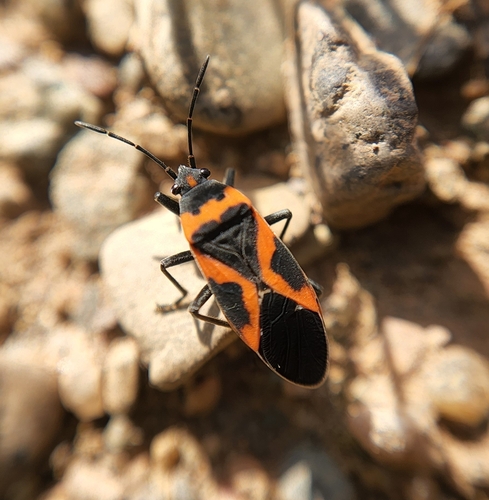 Small Milkweed Bug