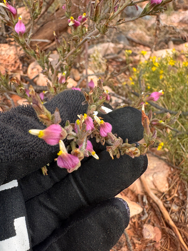 small-flowered bird's-beak