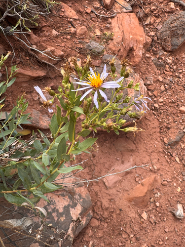 blueleaf aster