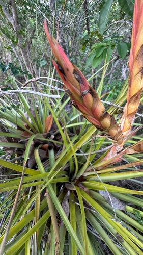 cardinal airplant