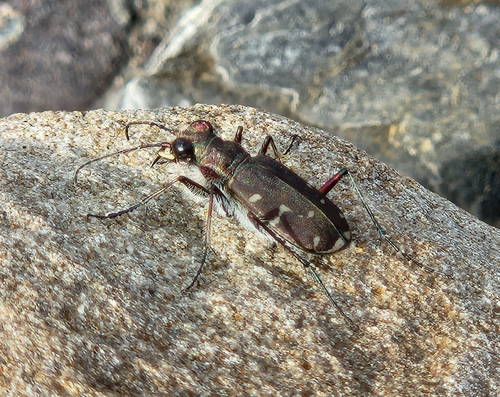 Twelve-spotted Tiger Beetle