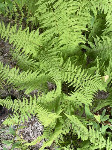 hay-scented fern