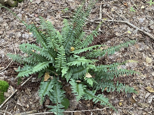 Christmas fern