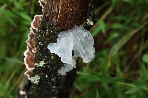 snow fungus