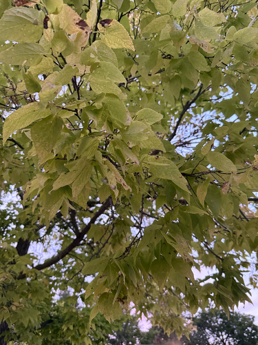 common hackberry