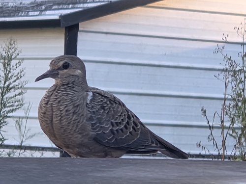 Mourning Dove