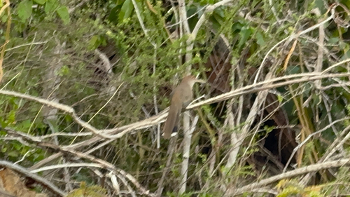 Puerto Rican Lizard-Cuckoo