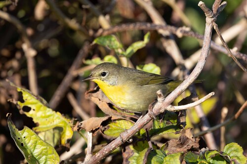 Common Yellowthroat
